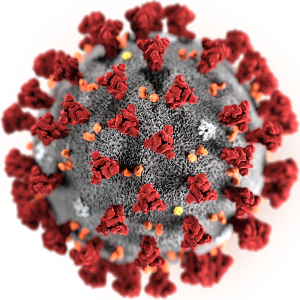 English: This illustration, created at the Centers for Disease Control and Prevention (CDC), reveals ultrastructural morphology exhibited by the 2019 Novel Coronavirus (2019-nCoV). Note the spikes that adorn the outer surface of the virus, which impart the look of a corona surrounding the virion, when viewed electron microscopically. This virus was identified as the cause of an outbreak of respiratory illness first detected in Wuhan, China.